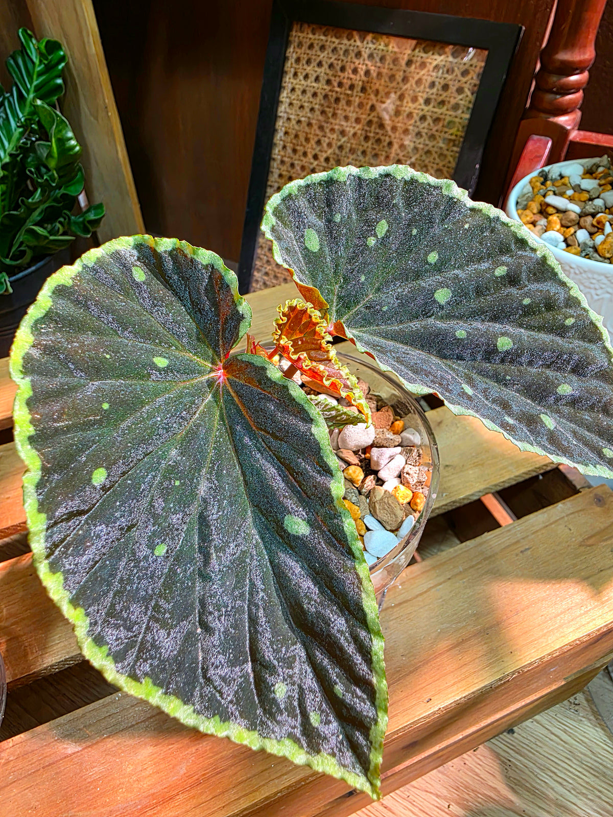 Begonia Darth Vader Green Spots 波點黑武士秋海棠