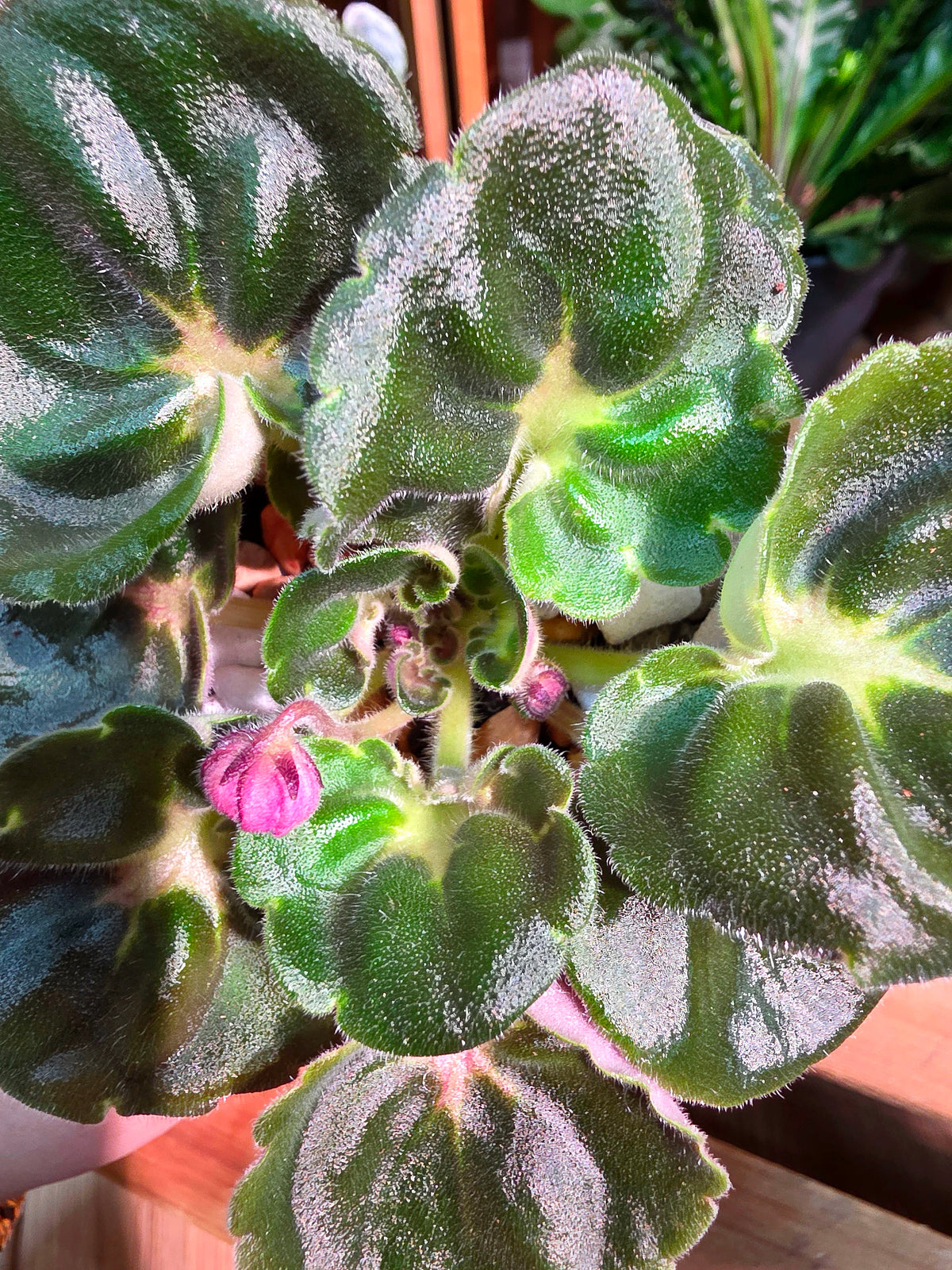 Streptocarpus ionqnthus 非洲紫羅蘭 - 大理石牡丹