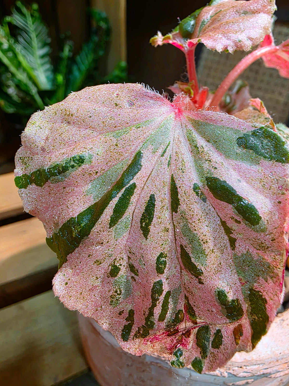 Begonia sp 粉斑貝殼秋海棠