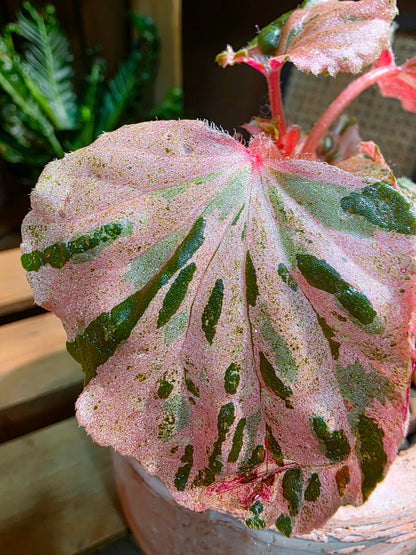 Begonia sp 粉斑貝殼秋海棠