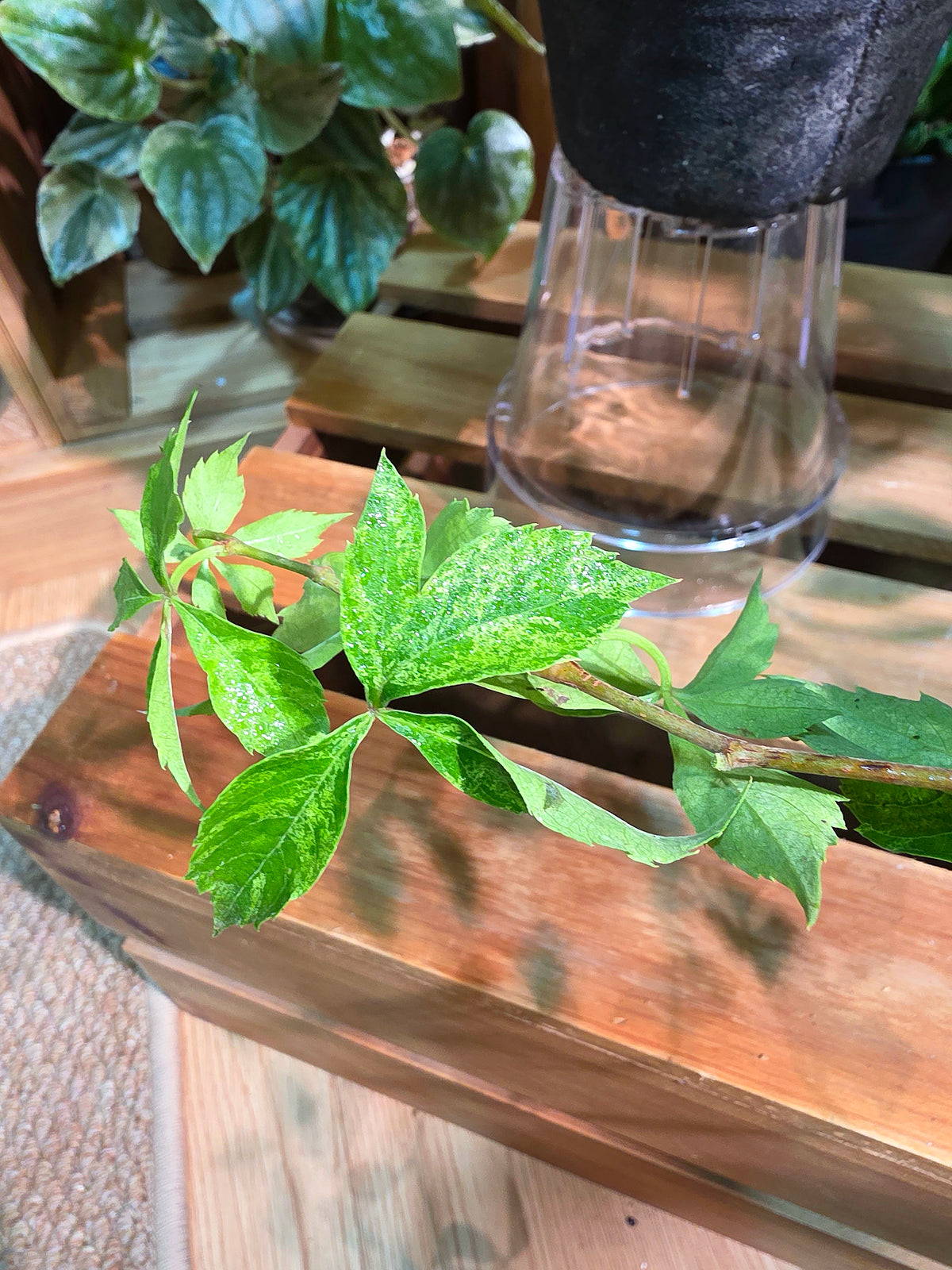 Parthenocissus quinquefolia variegated 五葉地錦星雨
