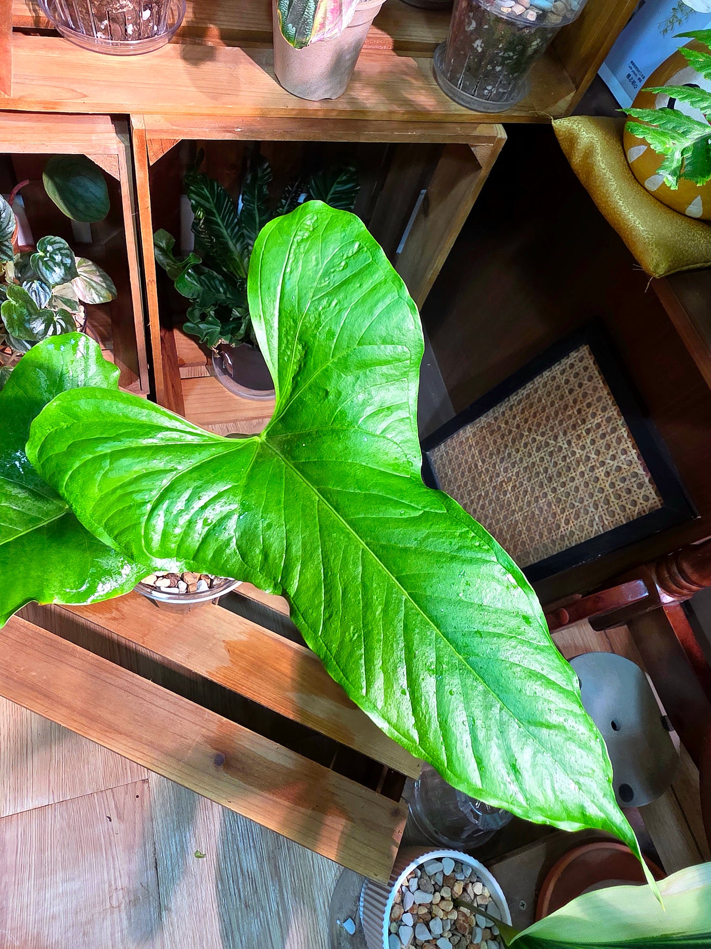 Anthurium draconopterum 龍形花燭