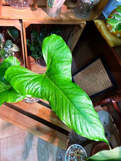 Anthurium draconopterum 龍形花燭