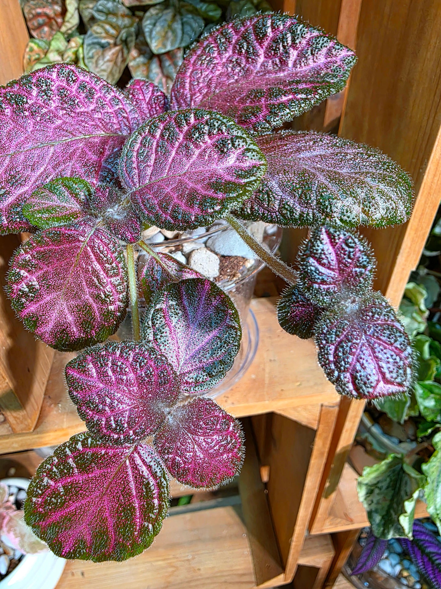 Episcia cupreata 'Malayan Gem'
