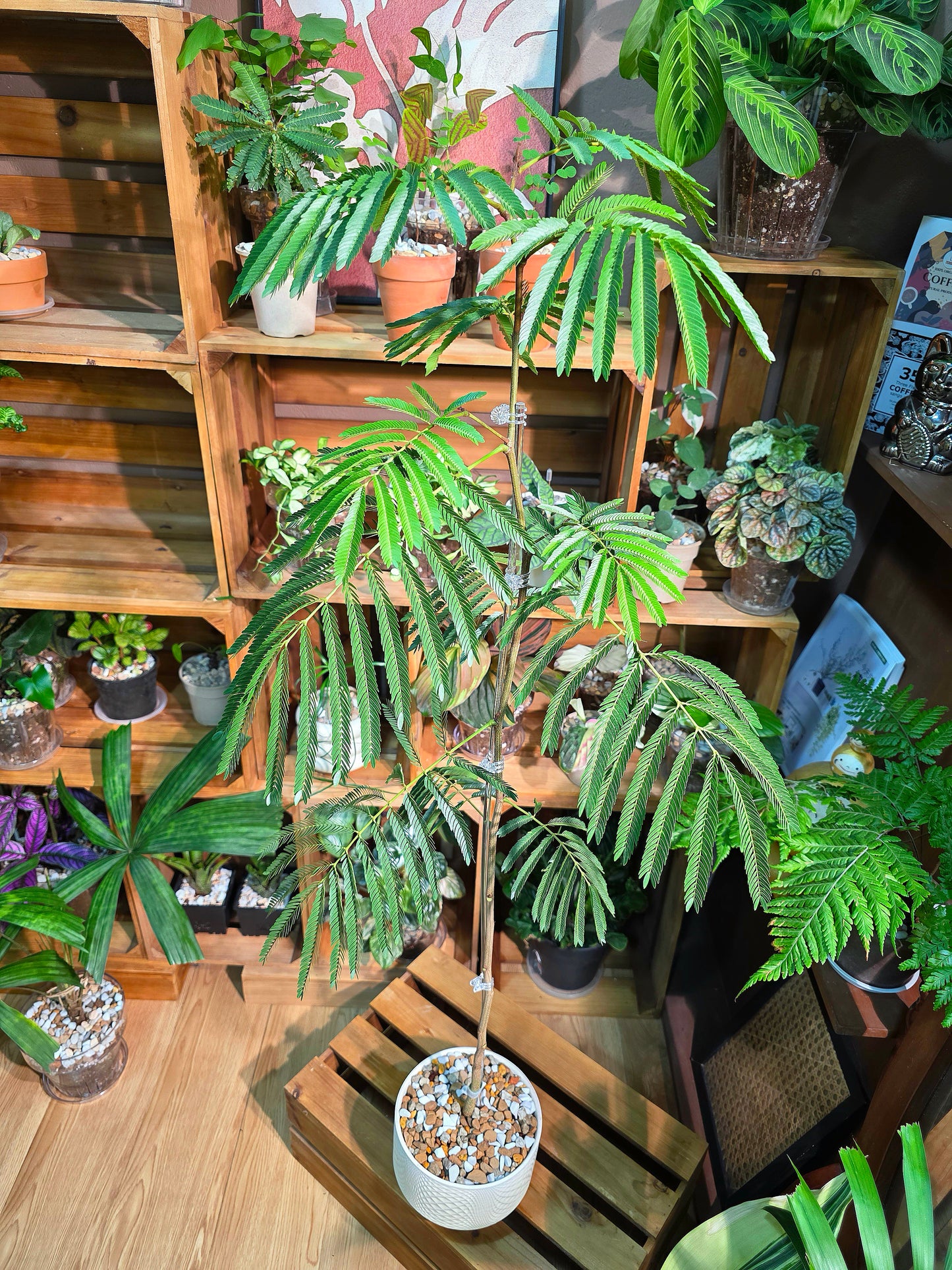 Cojoba arborea (small bean tree)