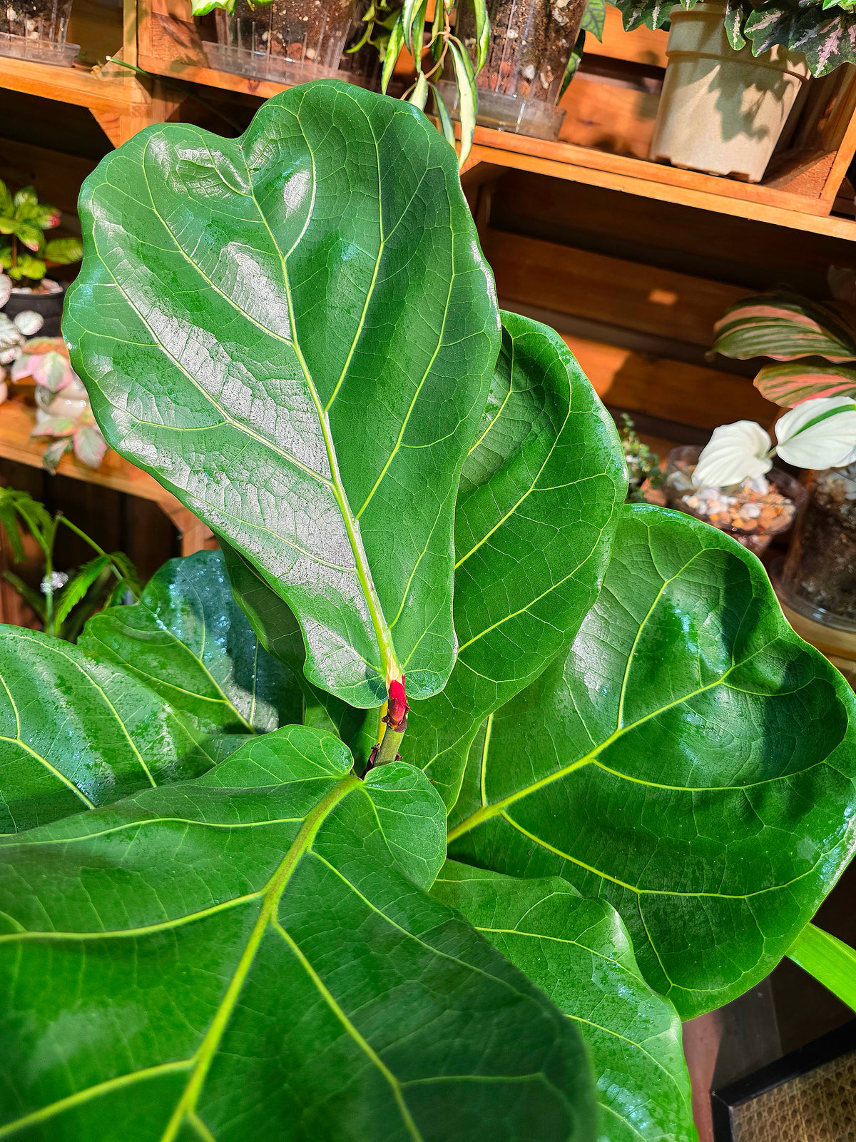 Fiddle-leaf Fig