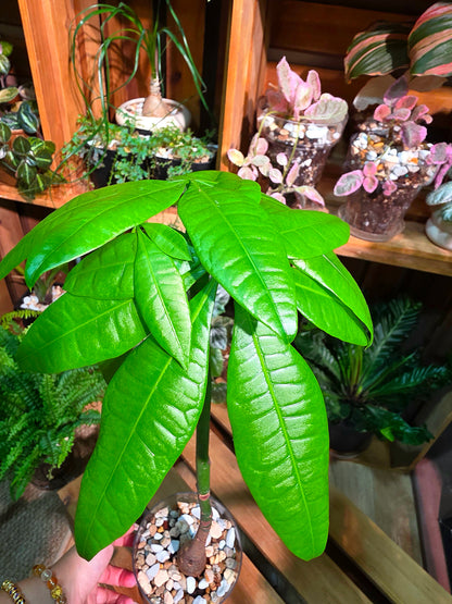 Pachira aquatica Malabar chestnut money tree