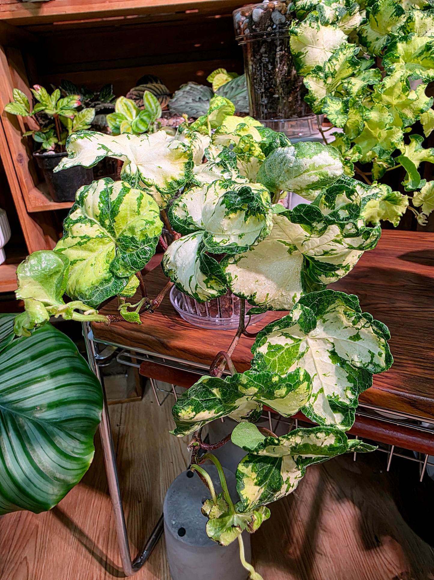 Hedera helix moonlight 雙株版月光燈常春藤