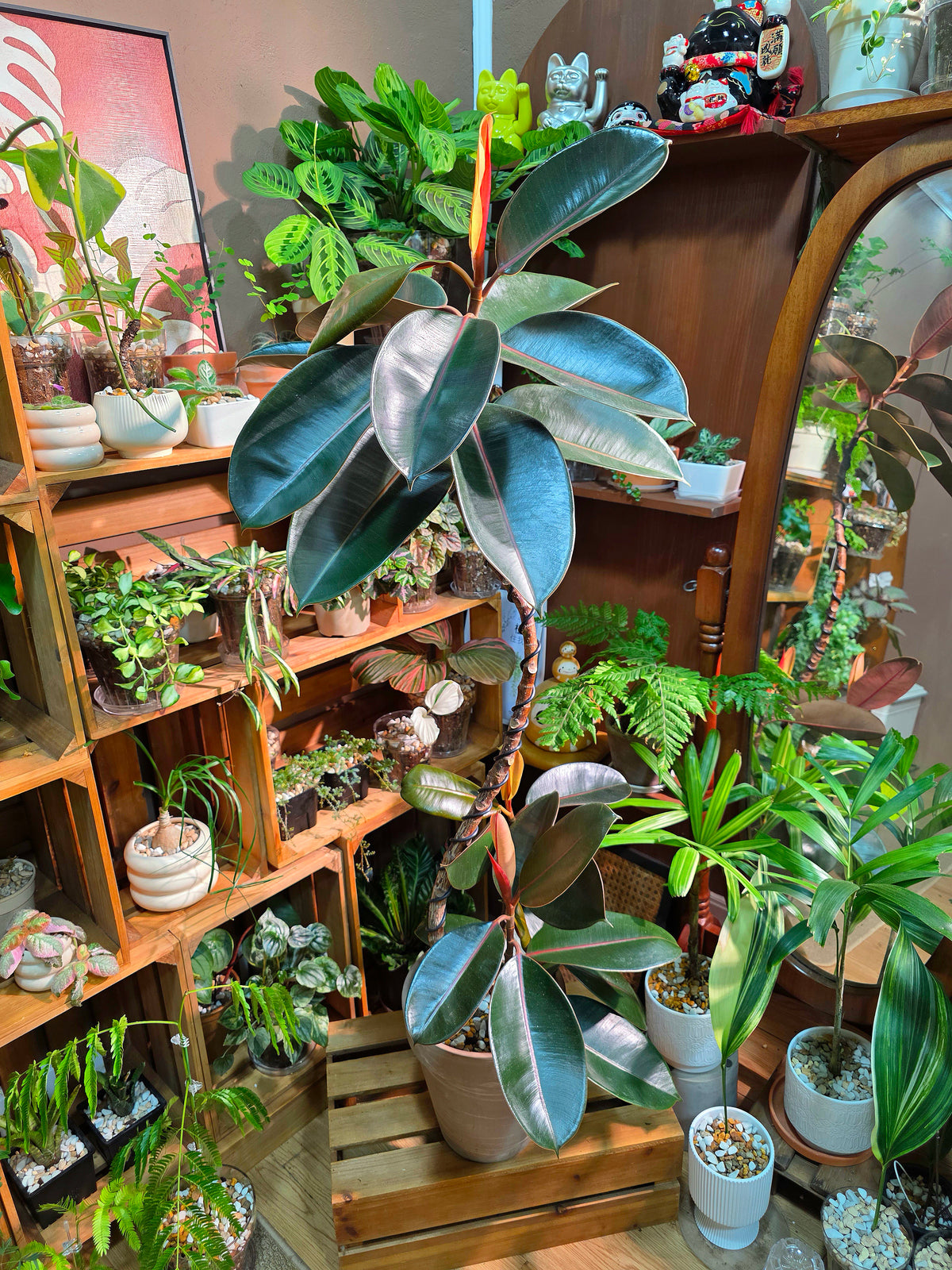 Ficus elastica robusta 黑金剛橡皮樹