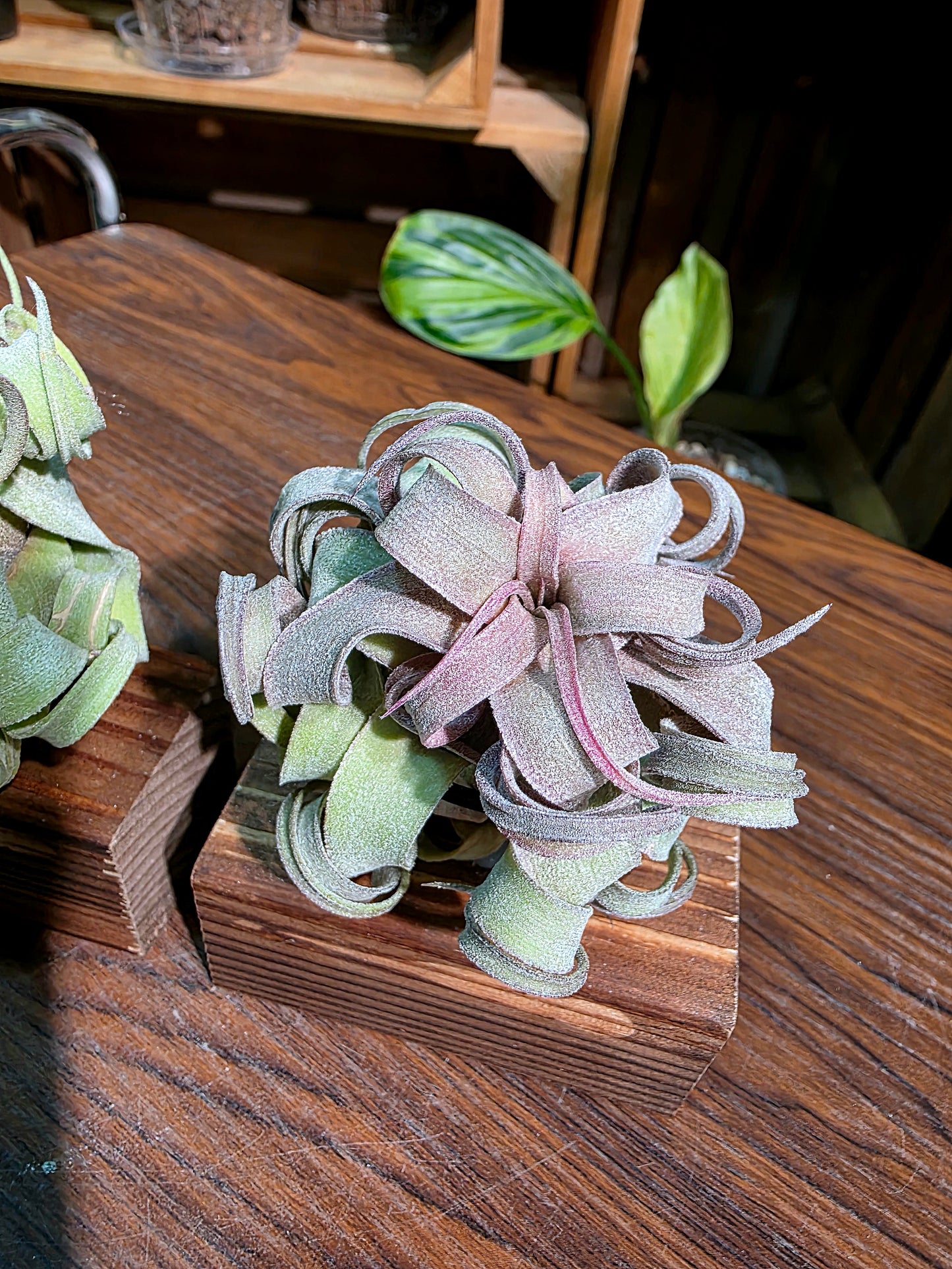 Tillandsia streptophylla 奶油捲空氣鳳梨