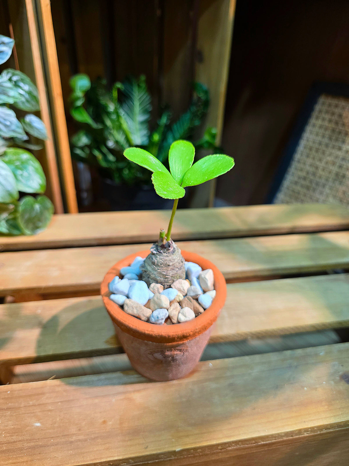 Zamia furfuracea 幸運鐵