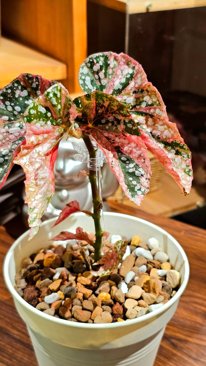 Begonia snow capped variegated 富士山錦秋海棠