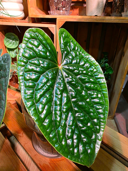 Anthurium luxurians platinum