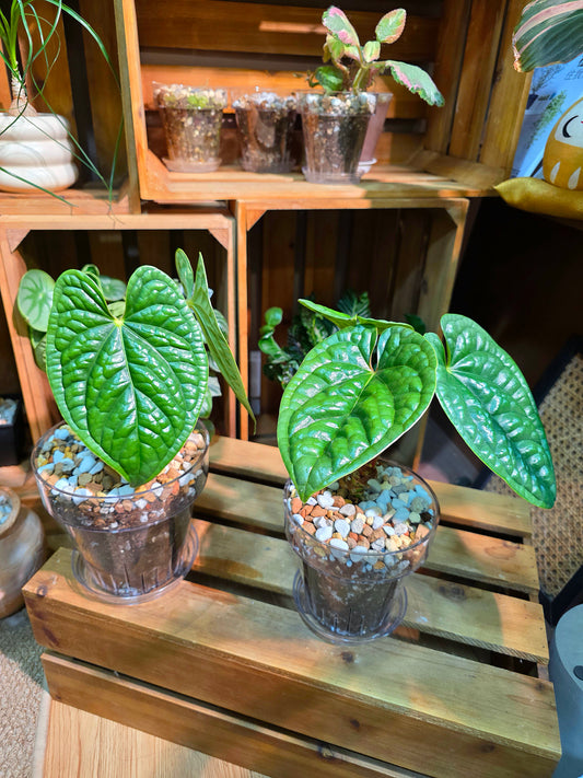 Anthurium luxurians platinum