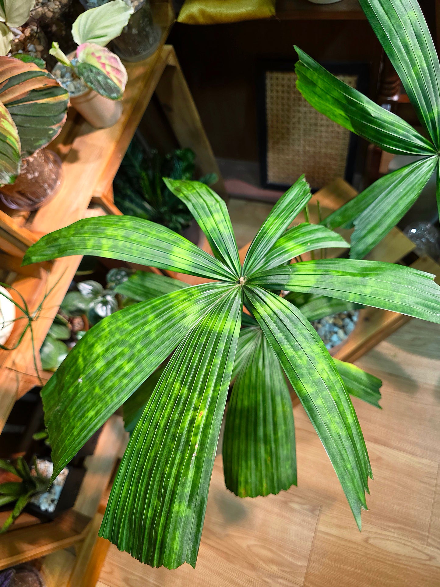 Licuala mattanensis Mapu 花斑刺棕櫚