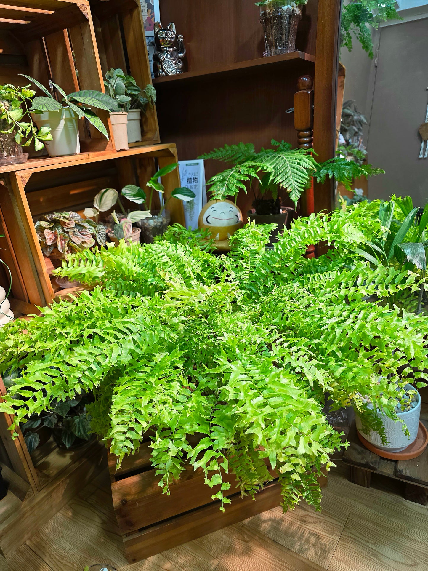 Nephrolepis exaltata 黃金波士頓蕨