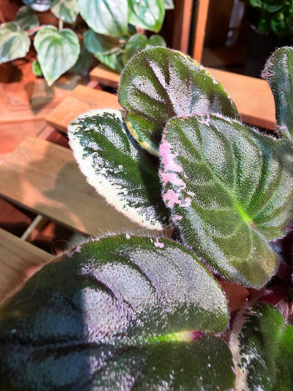 Streptocarpus ionqnthus 非洲紫羅蘭 - 粉緞