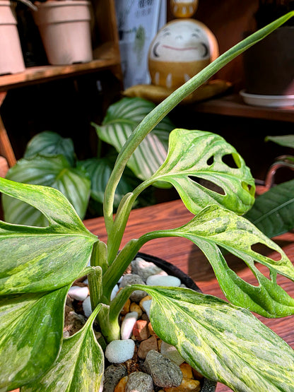 Monstera adansonii mint variegated 薄荷仙洞龜背竹