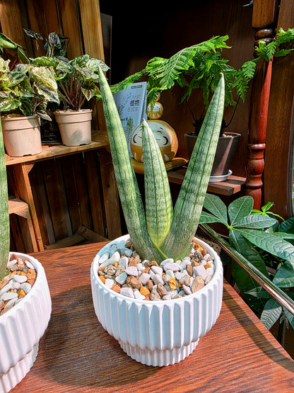 Dracaena Dwarf Boncel 佛手虎尾蘭