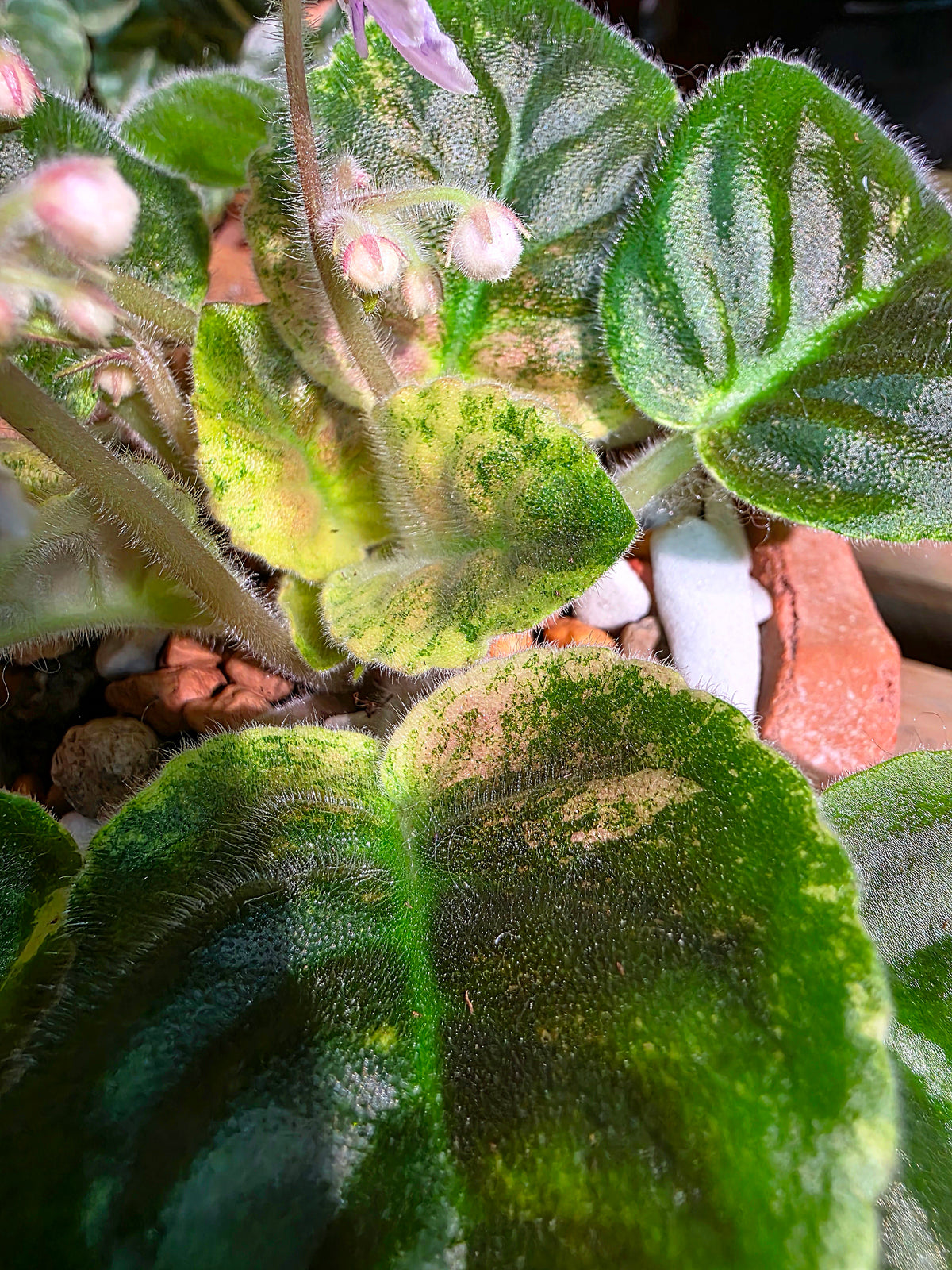 Streptocarpus ionqnthus 非洲紫羅蘭 - Robs Combustible Pigeon