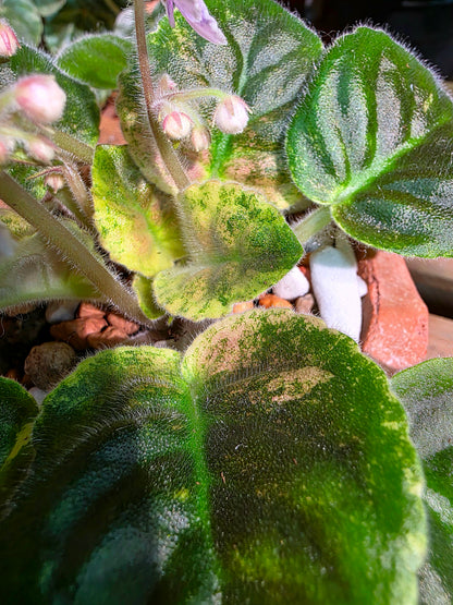 Streptocarpus ionqnthus 非洲紫羅蘭 - Robs Combustible Pigeon