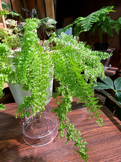 Nephrolepis exaltata cotton candy 棉花糖蕨