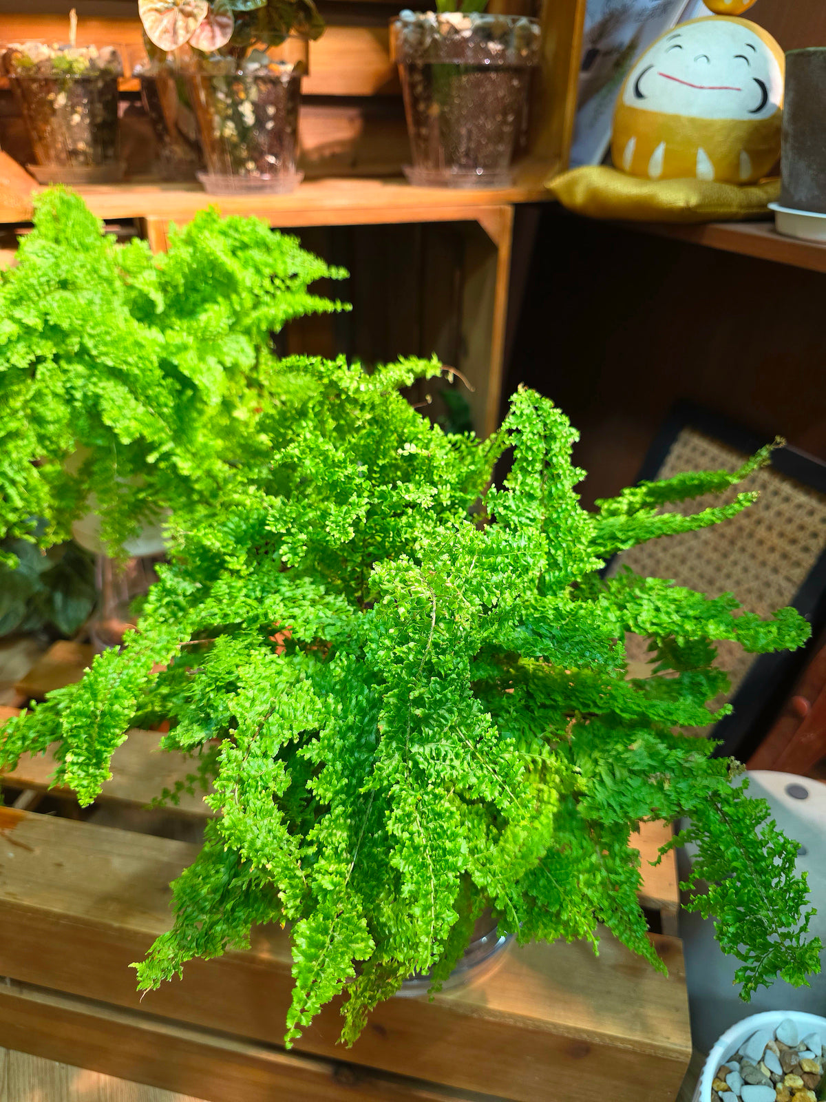 Nephrolepis exaltata 'Cotton Candy'