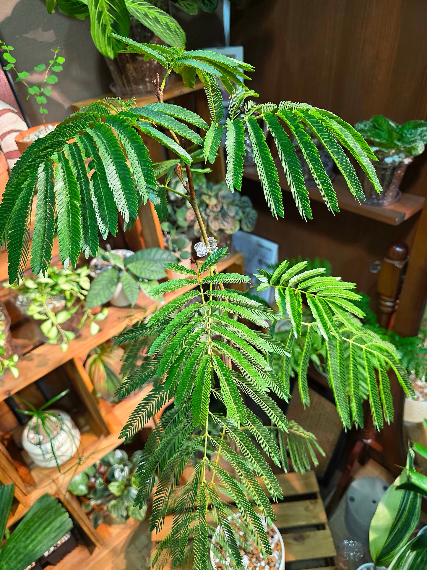 Cojoba arborea (small bean tree)