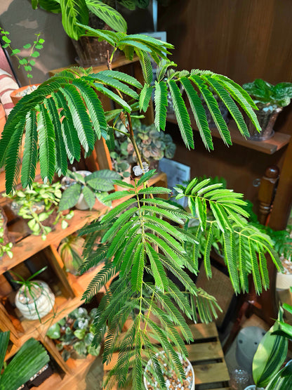 Cojoba arborea (small bean tree)