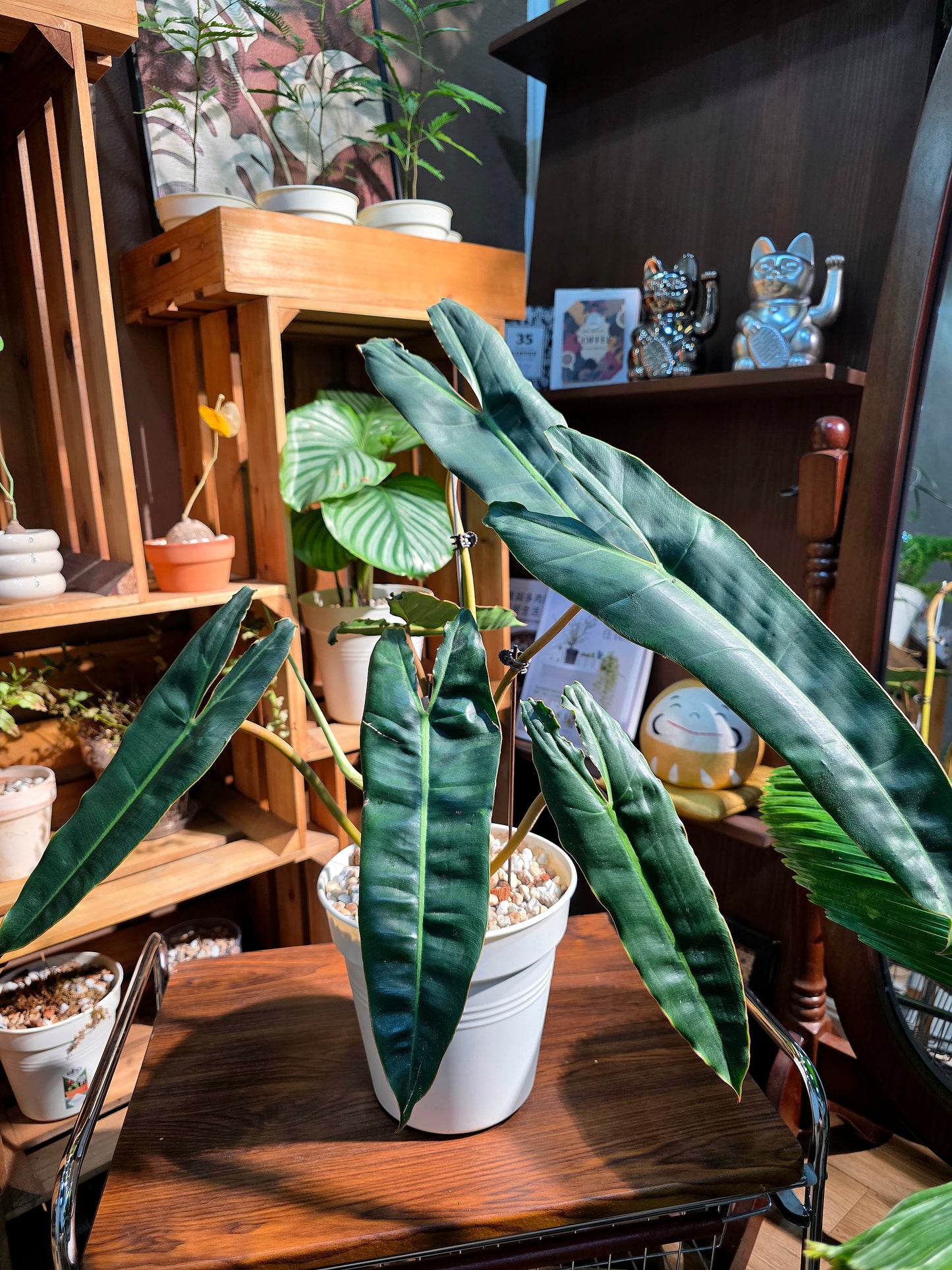 Philodendron billietiae 橙柄蔓綠絨