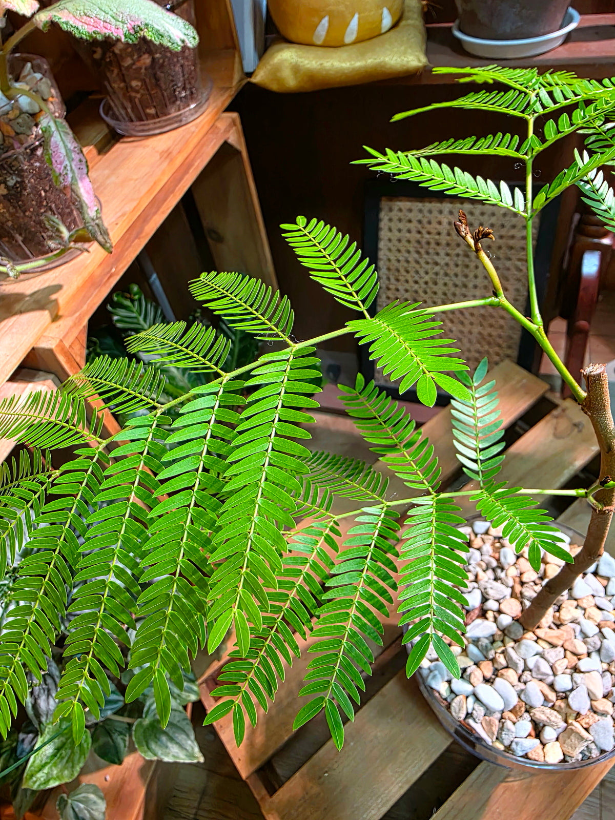 Cojoba arborea (small bean tree)