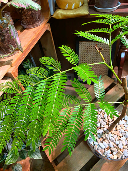 Cojoba arborea (small bean tree)