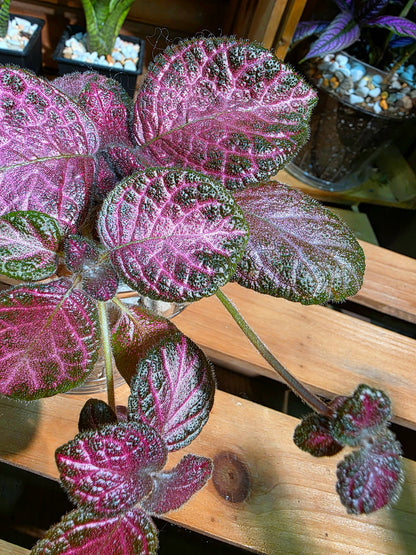 Episcia cupreata 'Malayan Gem'