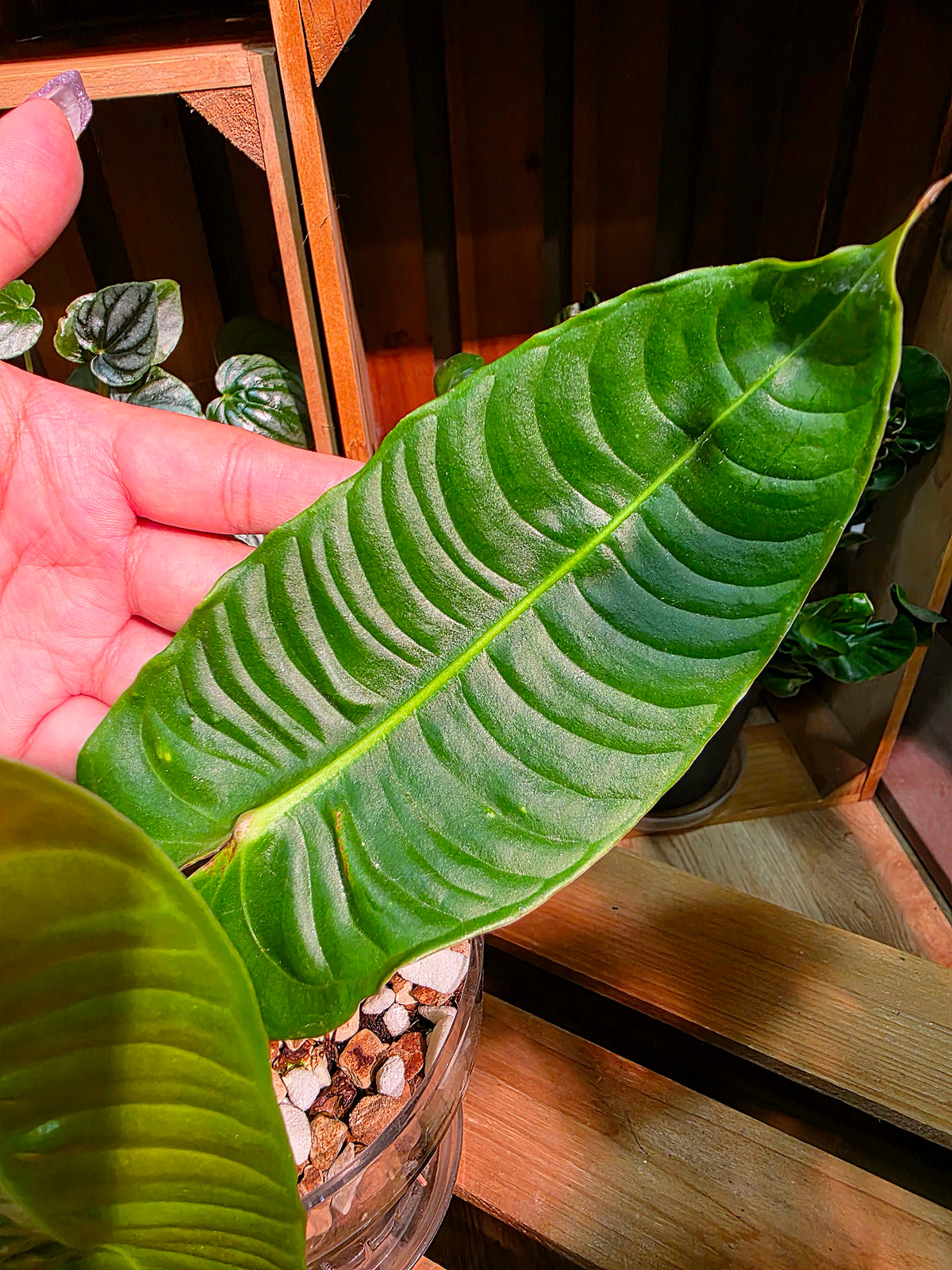 Anthurium veitchii (King Anthurium)