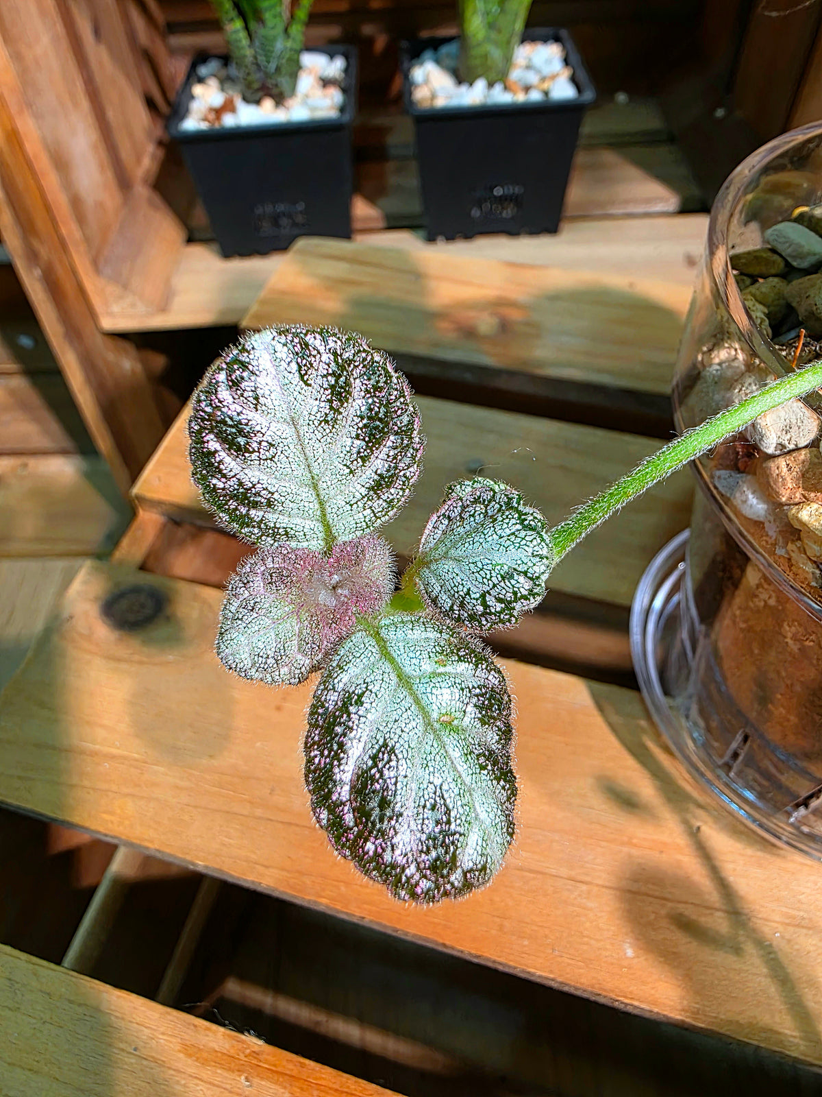 Episcia spp. Silver Tiger