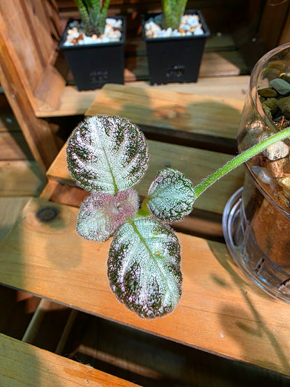 Episcia spp. Silver Tiger