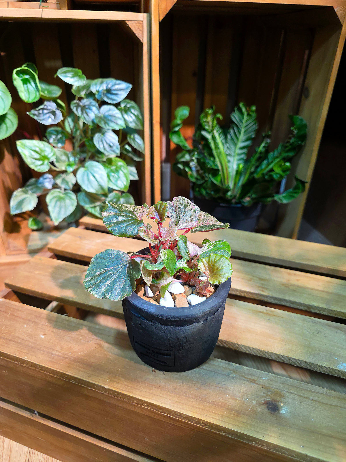 Begonia sp 粉斑貝殼秋海棠