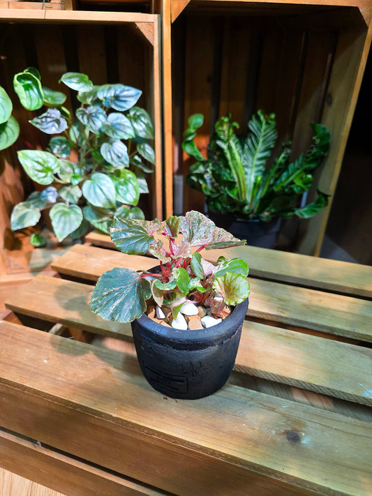 Begonia sp 粉斑貝殼秋海棠