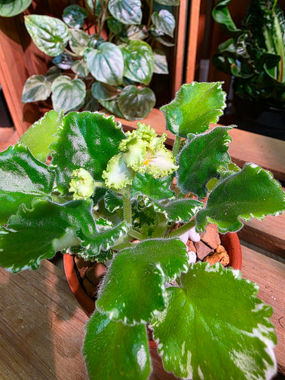 Streptocarpus ionqnthus 非洲紫羅蘭 - 刺蝟