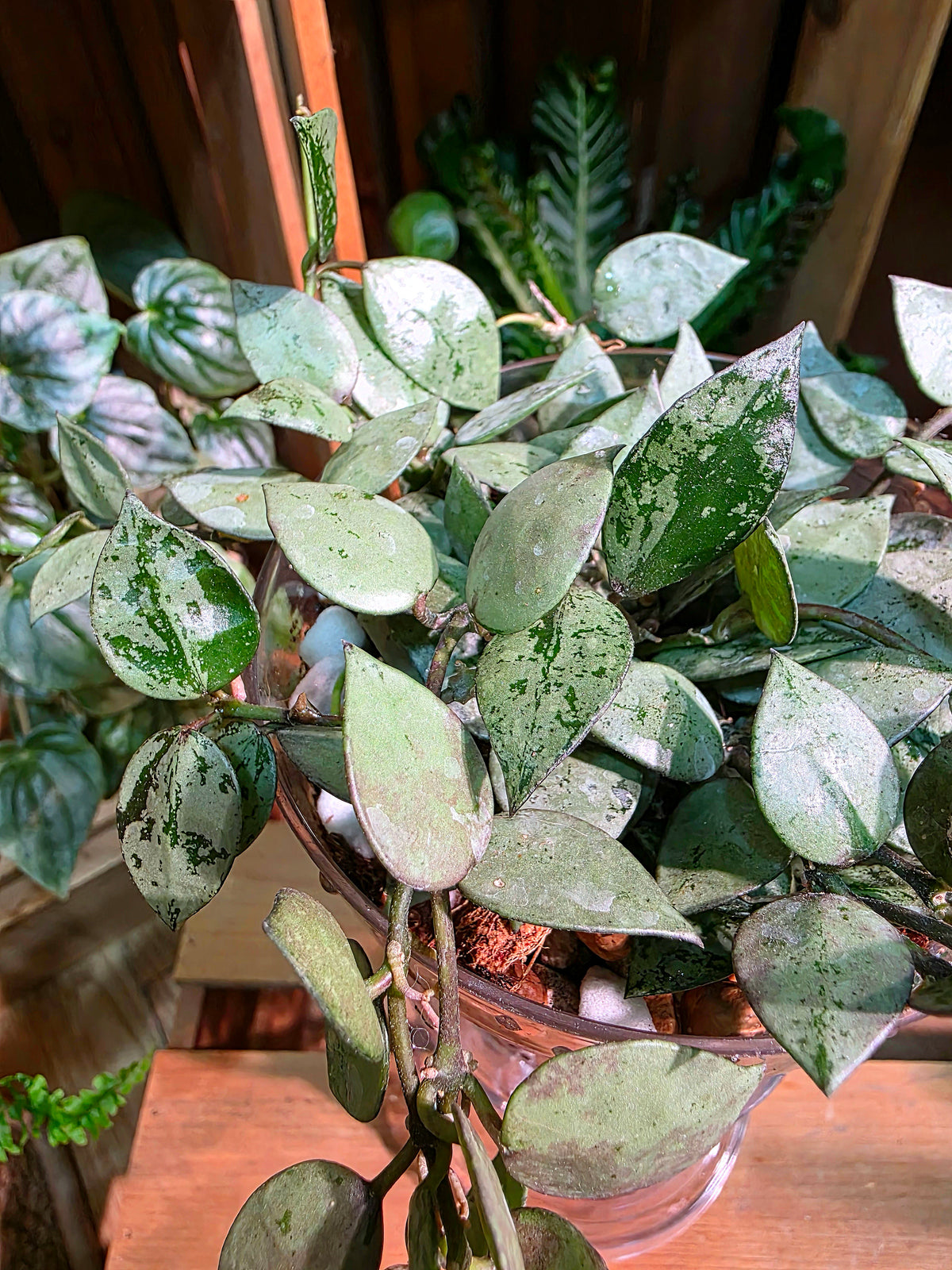 Hoya lacunosa silver