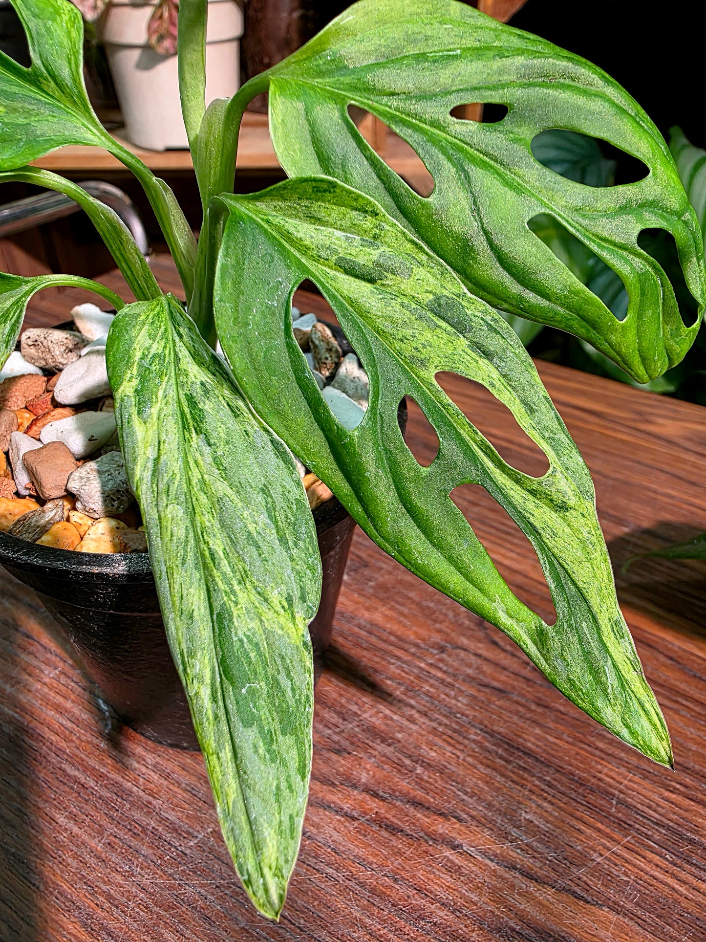 Monstera adansonii mint variegated 薄荷仙洞龜背竹