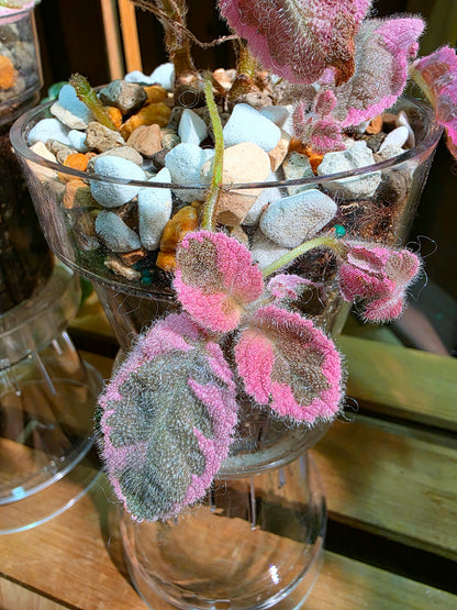 Episcia Pink Smoke