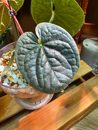 Anthurium luxurians platinum