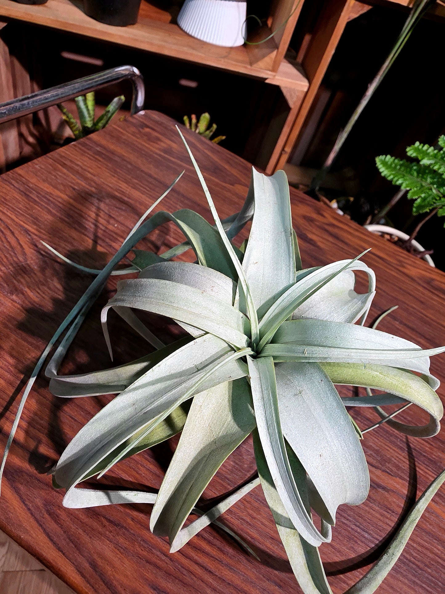 Tillandsia xerographica 霸王空氣鳳梨