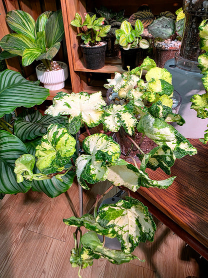 Hedera helix moonlight 雙株版月光燈常春藤
