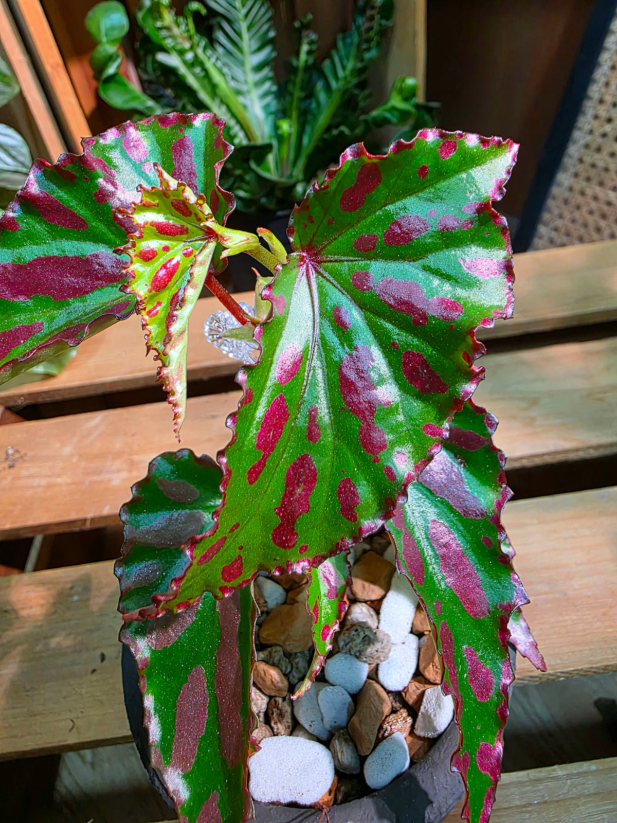 Begonia maculata variegated pink