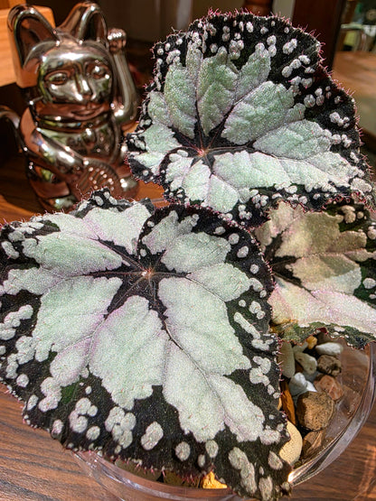 Begonia Dolce Vita 多爾切比塔秋海棠