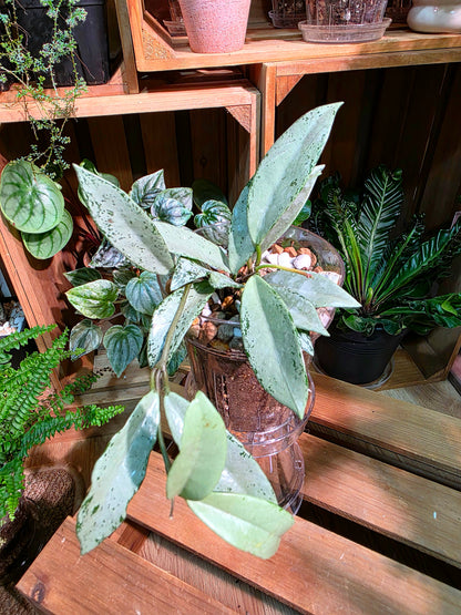 Hoya silver dollar