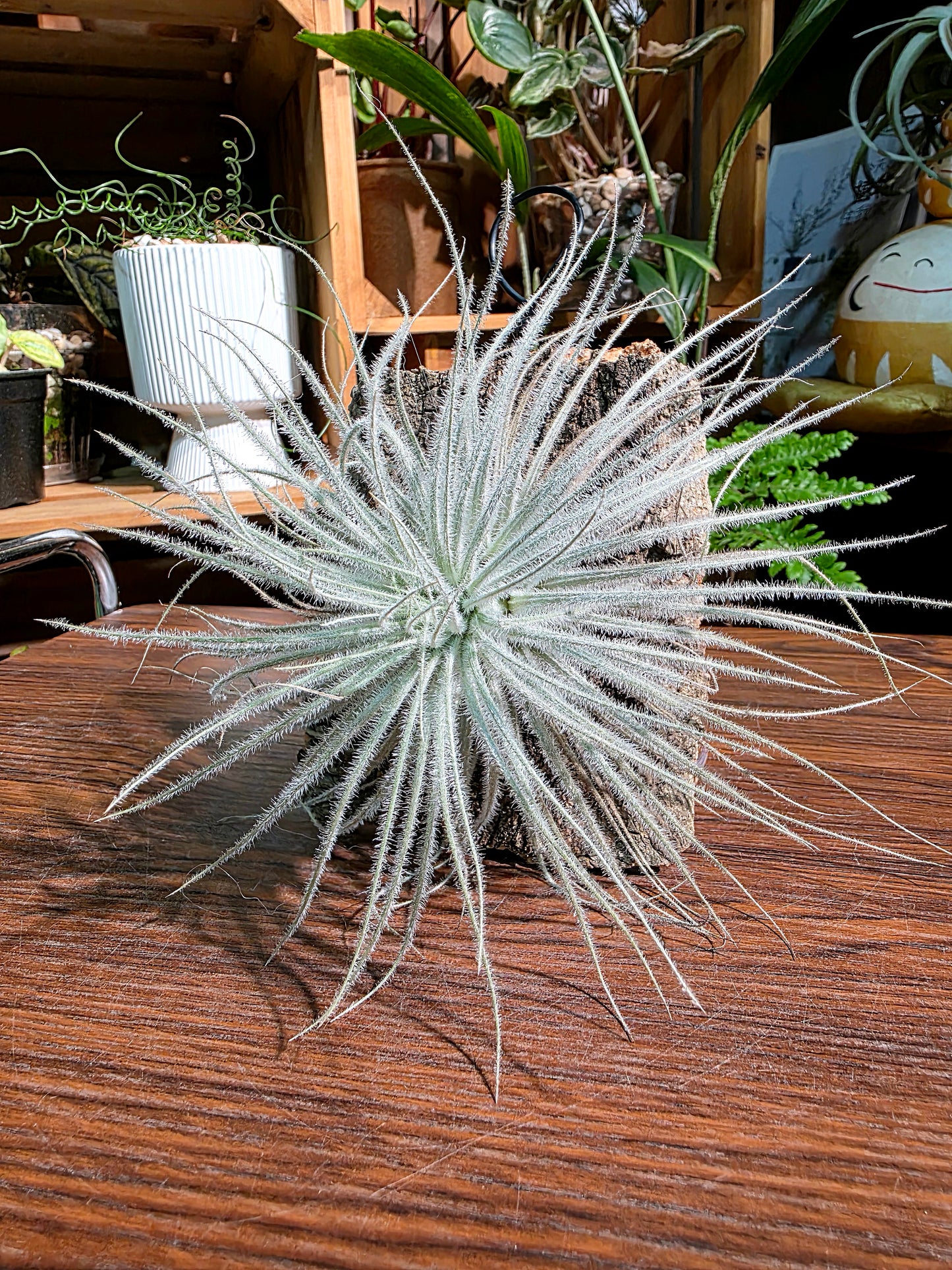 Tillandsia tectorum 雞毛空氣鳳梨