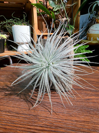 Tillandsia tectorum 雞毛空氣鳳梨